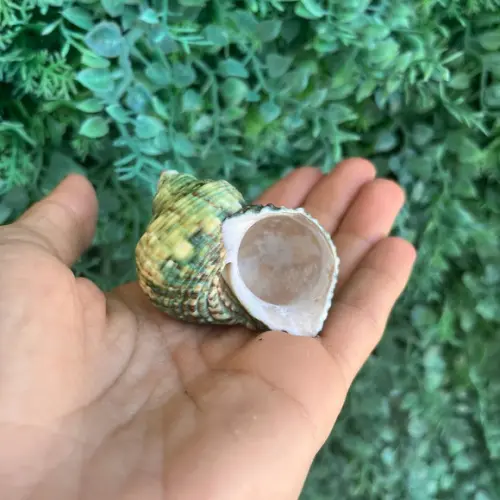 Concha do Mar Turbo 98