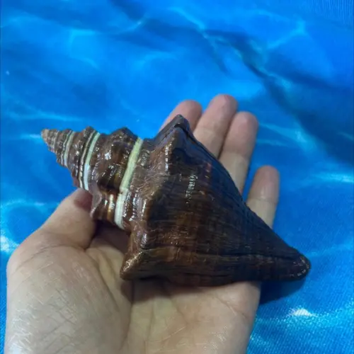 Concha do Mar Turbo 88