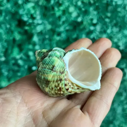 Concha do Mar Turbo 24