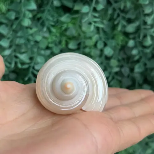 Concha do Mar Turbo Burgues