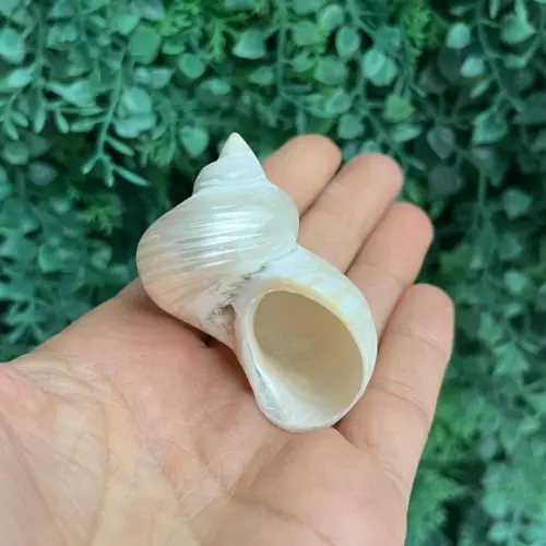 Concha do Mar Turbo Burgues