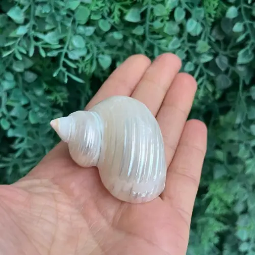 Concha do Mar Turbo Burgues