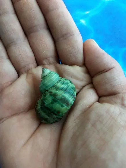 Concha do mar Turbo Burgues 09