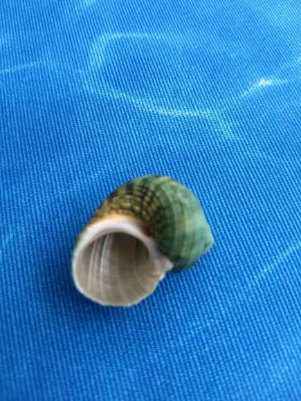 Concha do mar Turbo Burgues 09