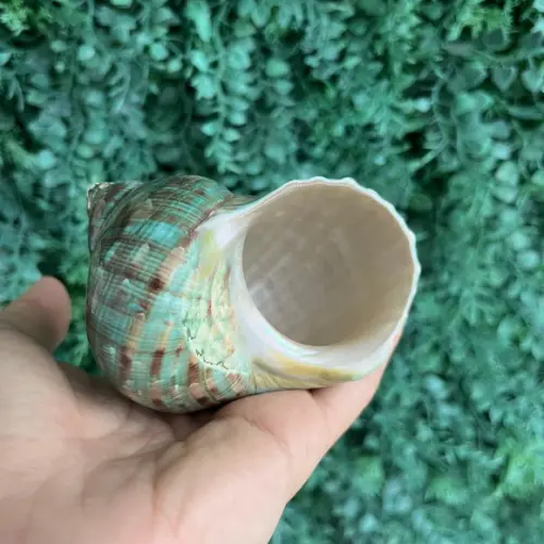 Concha do Mar Turbo Burgues 26