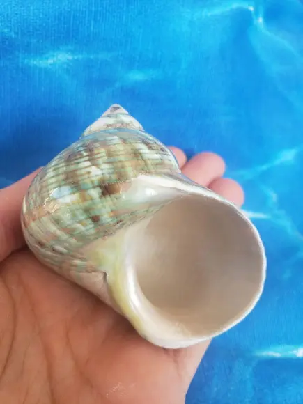 Concha do mar Turbo Burgues cod 28