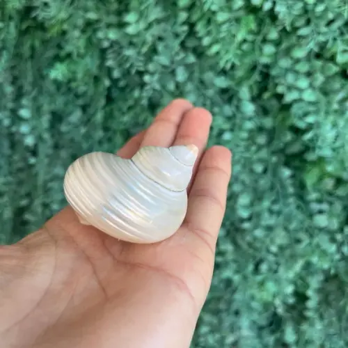 Concha do Mar Turbo Pérola Cod 30