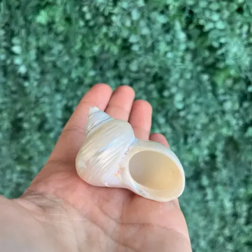 Concha do Mar Turbo Pérola Cod 30