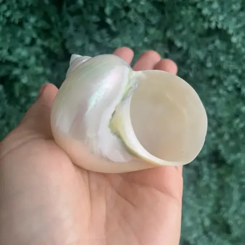 Concha do Mar Turbo Perolada Cod 01