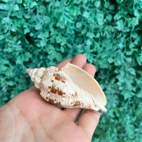 Concha do Mar Voluta Ebraea Cod 93