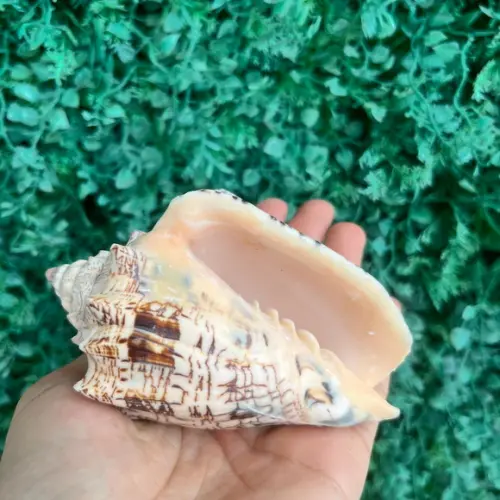 Concha do Mar Voluta Ebraea G Cod 92