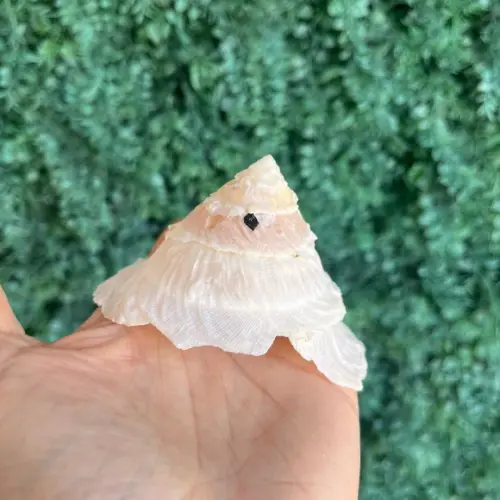 Concha do Mar Xenophora Cod 02