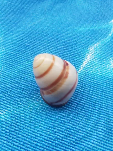 Concha Land Snail