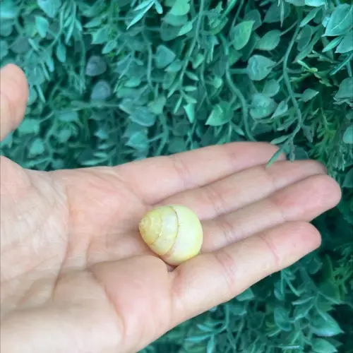 Concha Land Snail Yellow 01