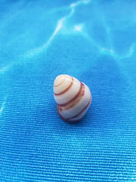Concha Land Snail