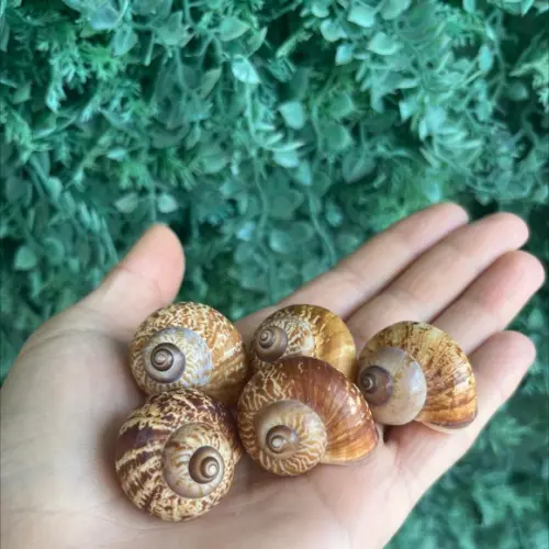 Concha Land Snail 1 Unidade