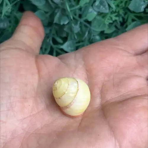 Concha Land Snail Yellow 01