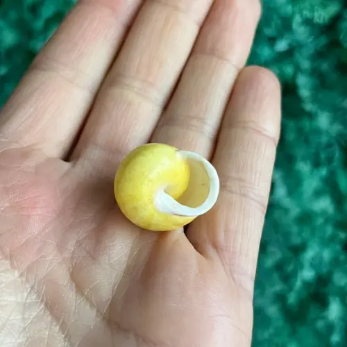 Concha Land Snail Yellow Cod 46