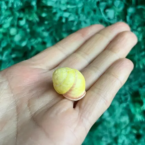 Concha Land Snail Yellow Cod 46