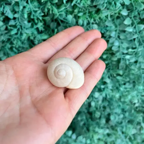 Concha Pleurodonte Auricima 02