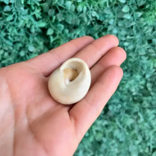 Concha Pleurodonte 01