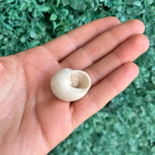 Concha Pleurodonte 03