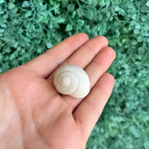 Concha Pleurodonte 03
