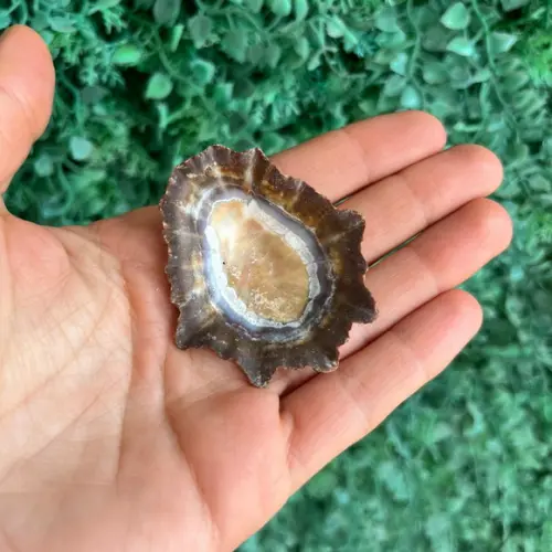 Concha Patella Oculus 01