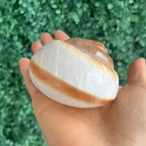 Concha Ryssota Ovum 01