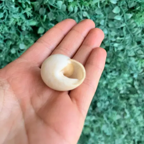 Concha Pleurodonte Auricima 02
