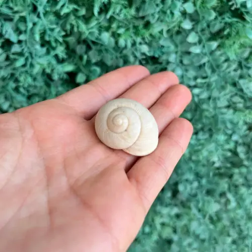 Concha Pleurodonte 01