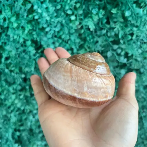 Concha Ryssota Ovum 02