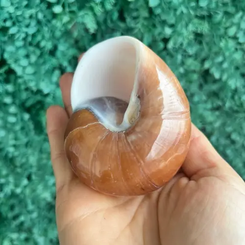 Concha Ryssota Ovum 03