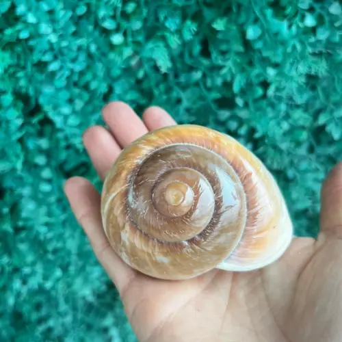Concha Ryssota Ovum 03