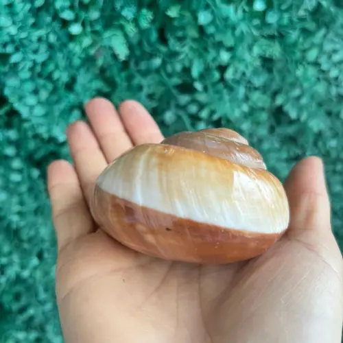 Concha Ryssota Ovum 03