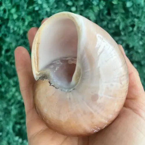 Concha Ryssota Ovum 02