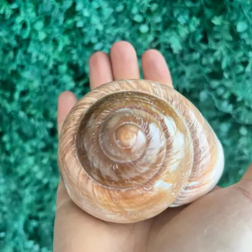 Concha Ryssota Ovum 02