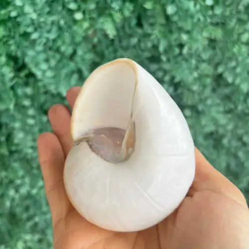 Concha Ryssota Ovum 04