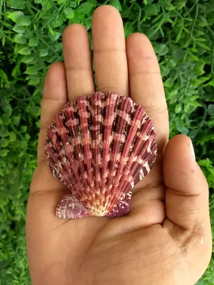 Concha shell P 05