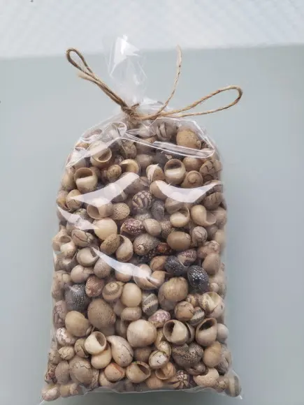 Conchas do Mar 100 Unidades