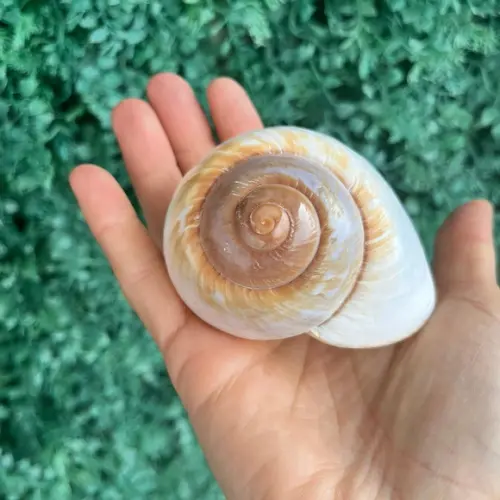 Concha Ryssota Ovum 04