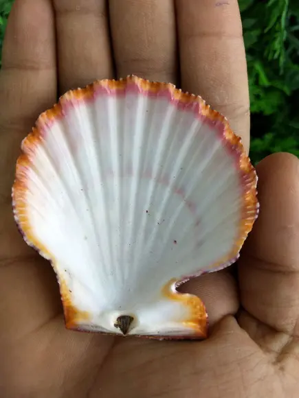 Concha shell P 05