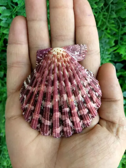 Concha shell P 05