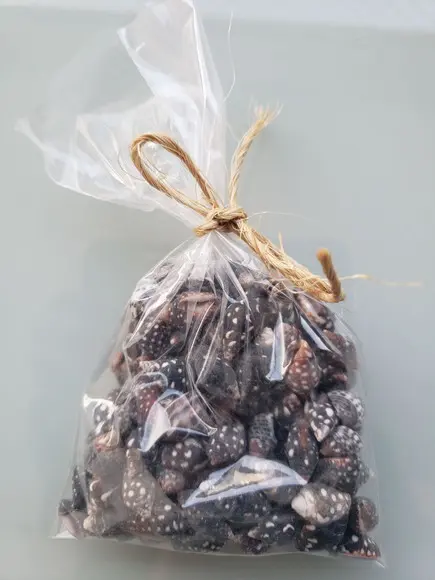 Conchas 100 unidades