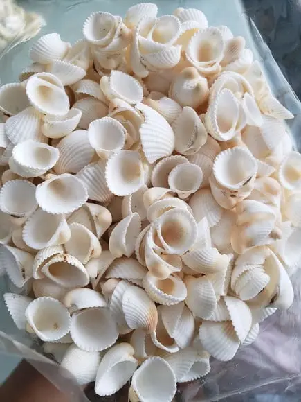 Conchas do mar 100 unidades