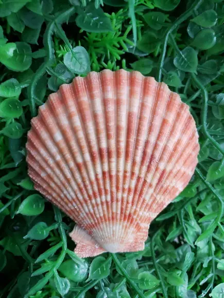 Concha shell P 03