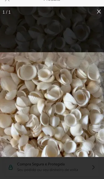 Conchas do Mar 500 Unidades