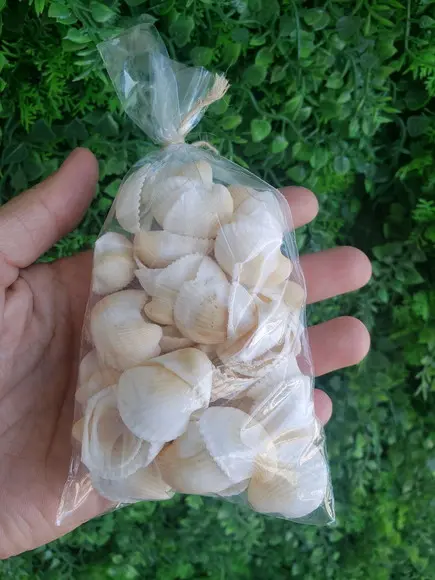Conchas do mar 50 unidades