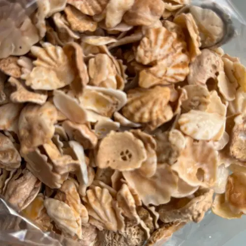 Conchas do Mar 150 Unidades
