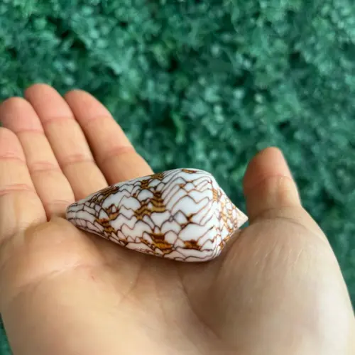 Conus 03